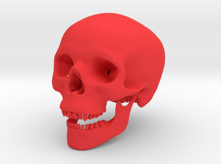 Human Skull -- Small 3d printed 