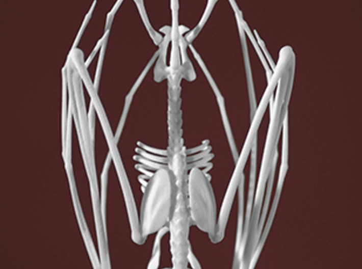 Vampire Bat Skeleton  3d printed 