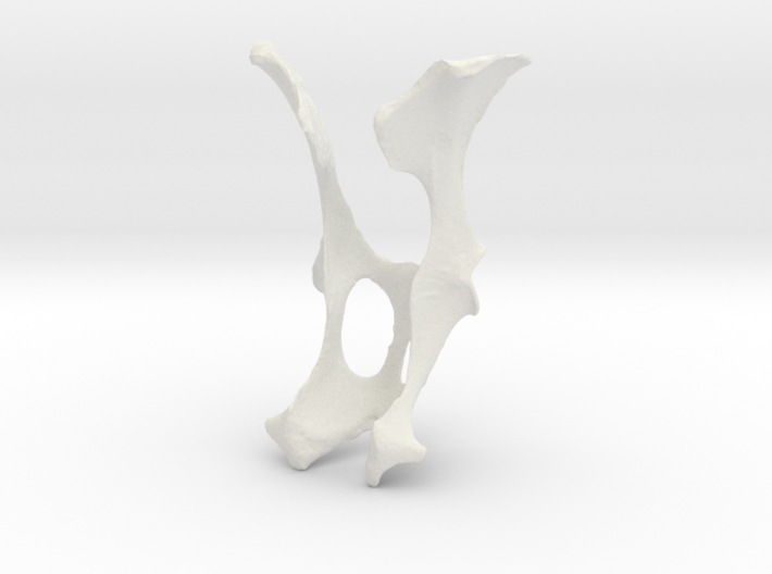 Bobcat Hip Bone 3d printed