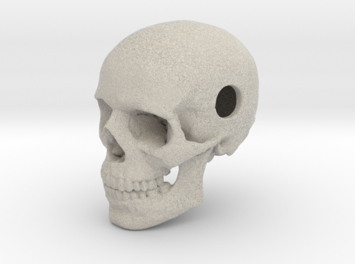 25mm 1in Bead Human Skull Pendant Crane Schädel 3d printed