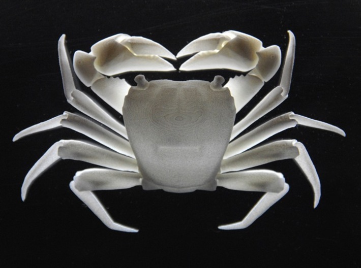 Articulated Crab (Pachygrapsus crassipes) 3d printed