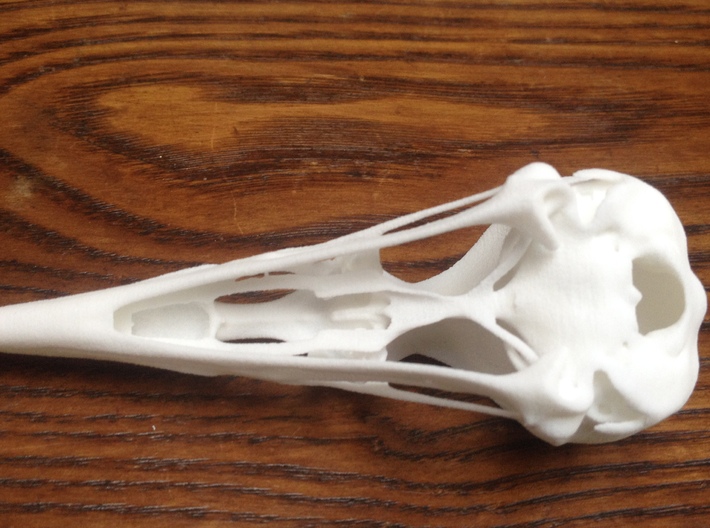 Woodpecker Skull 3d printed Detailed bones remain in tact for this material