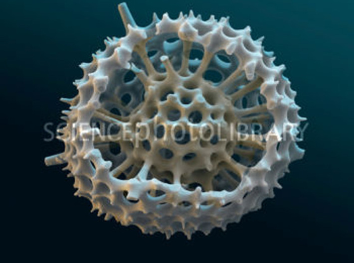 Spumellaria spineless Radiolarian - Paleontology 3d printed Scanning electron micrograph of Spumellaria