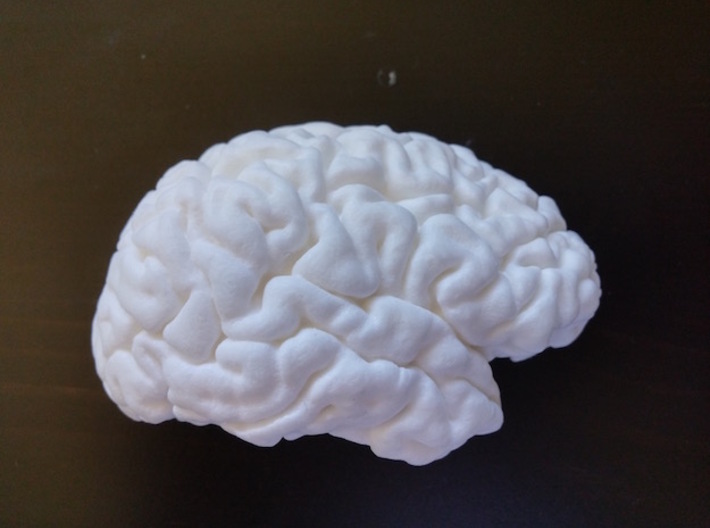 The right hemisphere of the brain - half scale 3d printed