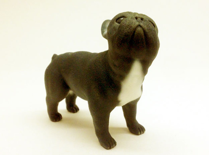 Looking Up Brown Frenchie  3d printed 