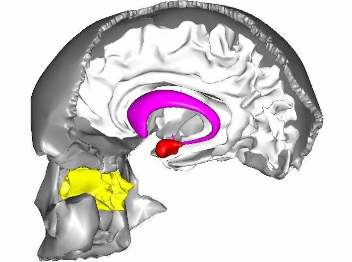 Emotion Control Center 3d printed The amygdala (in red) deep inside the brain