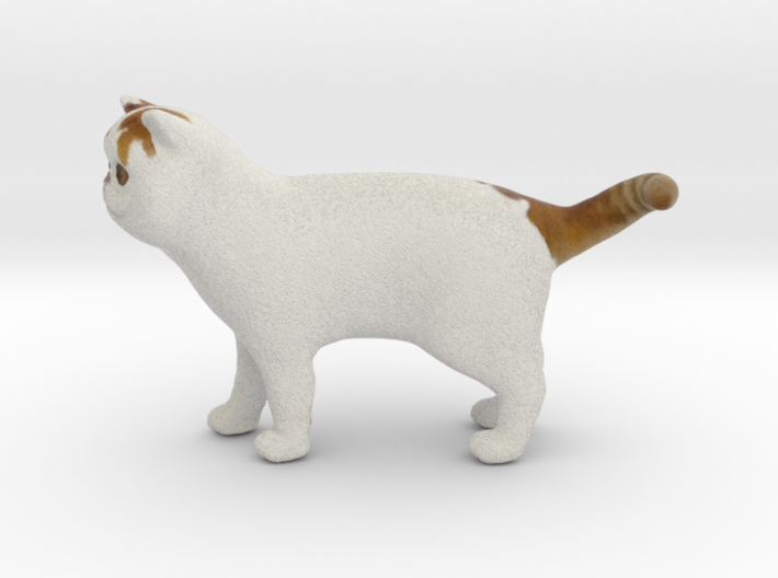Standing Exotic Shorthair Cat 3d printed 