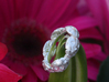 Hidden Heart Ladybug Leaves of Grass Eternity Ring 3d printed 