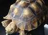 African Spurred Tortoise Pendant 3d printed African Spurred Tortoise (Geochelone Sulcata)