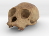 PrimA001 - Cranium Unknown species 3d printed 