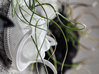 Bulbophyllum Gracilis Planter 3d printed 