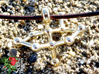 Geosmin 3d printed Alternate detail view of Geosmin pendant in polished brass on gravel sand in the sun.