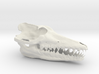 Pakicetus skull half size 3d printed 