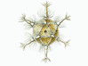 Circogonia Icosahedral Radiolarian Pendant 3d printed Ernst Haeckel's drawing of Circogonia