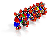 DNA Molecule Model "Matthew"  3d printed 