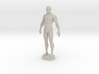 Male Anatomy Sculpture 3d printed 