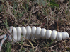 Rattlesnake Rattle (Medium) 3d printed Flexible design
