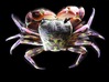 Articulated Crab (Pachygrapsus crassipes) 3d printed Shown painted with acrylics