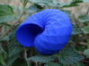 Snail Shell 3d printed Snail Shell - in Blue Strong and Flexible #3 (Backside)