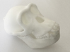 Chimpanzee skull 52mm 3d printed 