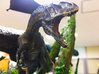 Allosaurus (Medium/Large size) 3d printed 