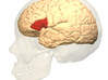 Frontal Lobe Charm (Broca's area) 3d printed Broca's Area in red