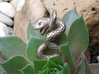 Snake pendant 3d printed 