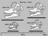 Giraffatitan - dinosaur skull replica 3d printed Example scale diagram