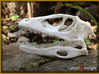  Dino Skull - Raptor Replica 3d printed fresh white print before dyeing