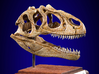Allosaurus - dinosaur skull replica 3d printed Actual photo of product