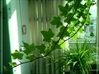 Lvy Climbs On Gem 3d printed chinese ivy