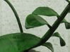 Imperial Moth Orchid for 10cm Maneki Neko Planter 3d printed the Medium (10cm Maneki Neko planter by Dream Cutter.
