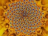 Fibonacci Flower 3d printed 
