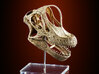 Giraffatitan - dinosaur skull replica 3d printed Actual photo
