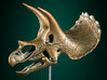 Triceratops skull - dinosaur model 3d printed Correct proportions