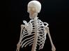 Skeleton 3d printed 