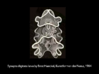 Sea Cucumber Larva Lapel Pin 3d printed Sea Cucumber Larva drawing by Ernst Haeckel