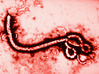Ebola Virus Capsid (Large) 3d printed 