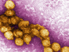 West Nile Virus 3d printed 