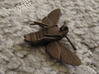 Hummingbird Hawk-Moth Pendant (solid version) 3d printed Pendant printed in the old "Matte Bronze Steel" material