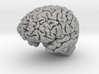 Human Brain Model (Small) 3d printed 