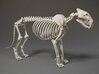 Lion Skeleton Sculpture 3d printed 