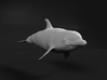 Bottlenose Dolphin 1:12 Swimming 2 3d printed 