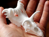 Kosmocertops Skull 3d printed 