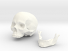 Anatomical Human Male Skull 3d printed 