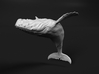 Humpback Whale 1:72 Breaching Female 2 3d printed 