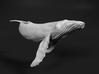 Humpback Whale 1:20 Swimming Calf 3d printed 
