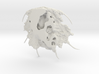 Trilobite - Boedaspis ensifer 3d printed 