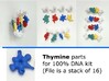 Thymine piece at 100% scale (bundle of 16) 3d printed DNA model kit (100%)