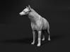 Spotted Hyena 1:25 Standing Male 3d printed 